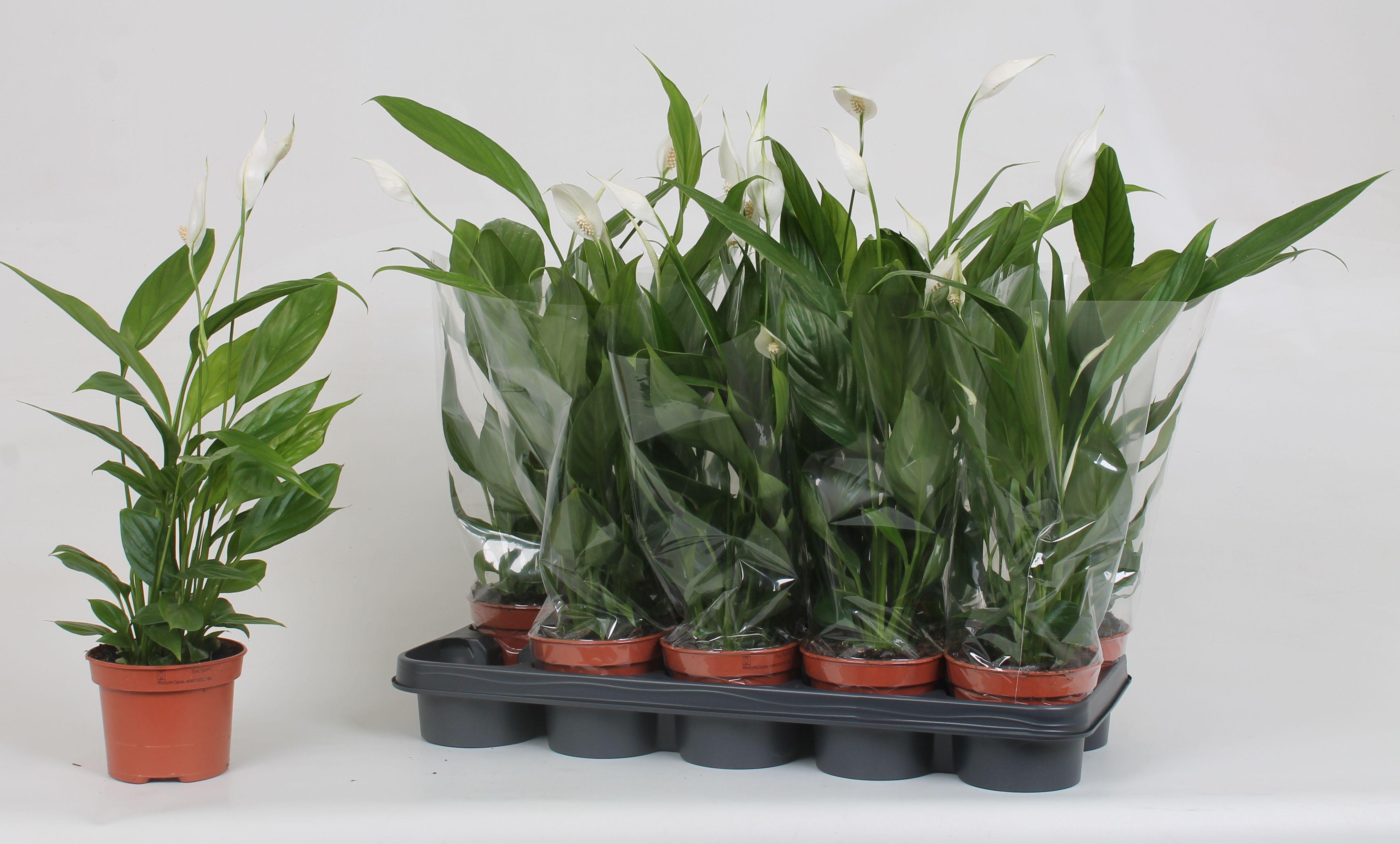 Горшечные цветы и растения оптом Spath Alana от 10шт из Голландии с доставкой по России