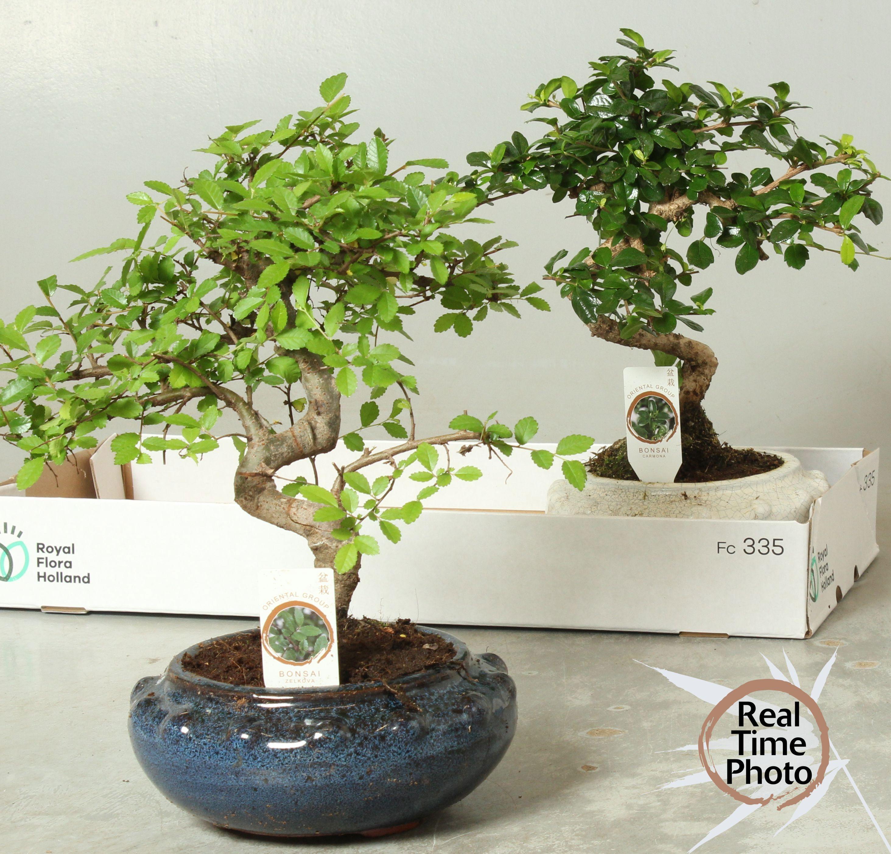 Горшечные цветы и растения оптом Bonsai Gem от 2шт из Голландии с доставкой по России