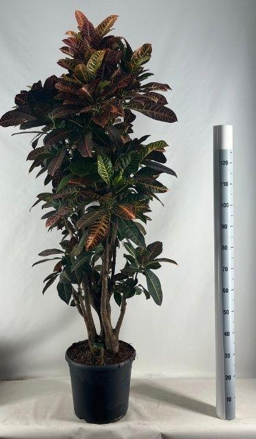 Горшечные цветы и растения оптом Cod Gr Petra от 1шт из Голландии с доставкой по России