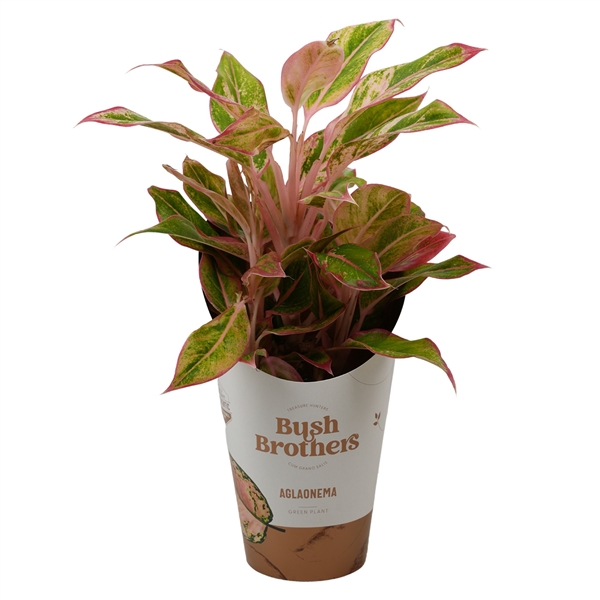 Горшечные цветы и растения оптом Aglaonema Light Pink Star от 6шт из Голландии с доставкой по России