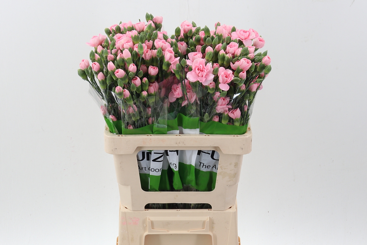 Срезанные цветы оптом Dianthus sp operetta от 100шт из Голландии с доставкой по России