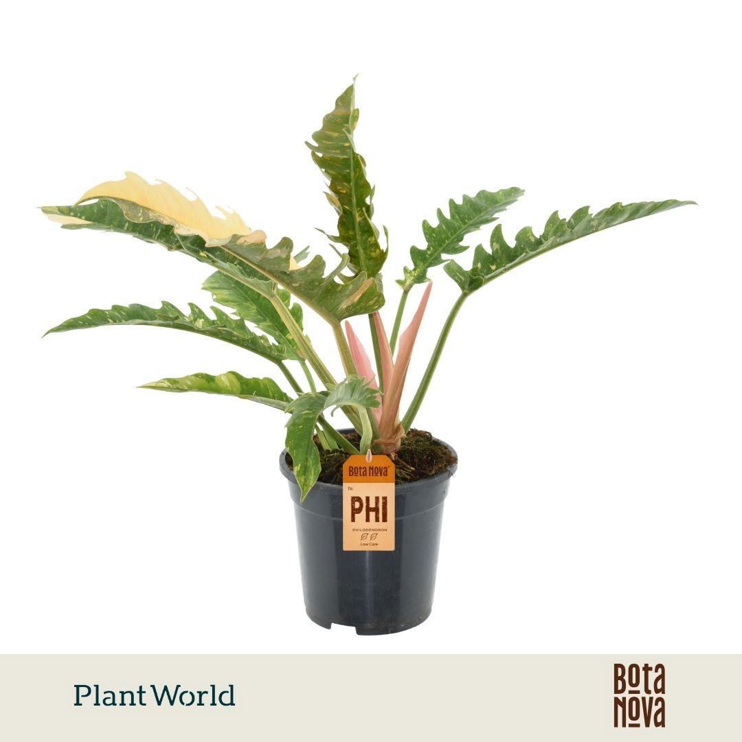 Горшечные цветы и растения оптом Philodendron Narrow Ring Of Fire от 5шт из Голландии с доставкой по России