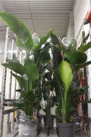 Горшечные цветы и растения оптом Strelitzia Nicolai 4pp Xxl от 1шт из Голландии с доставкой по России