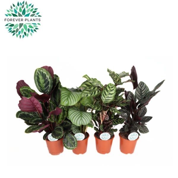 Горшечные цветы и растения оптом Calathea Mix от 1шт из Голландии с доставкой по России