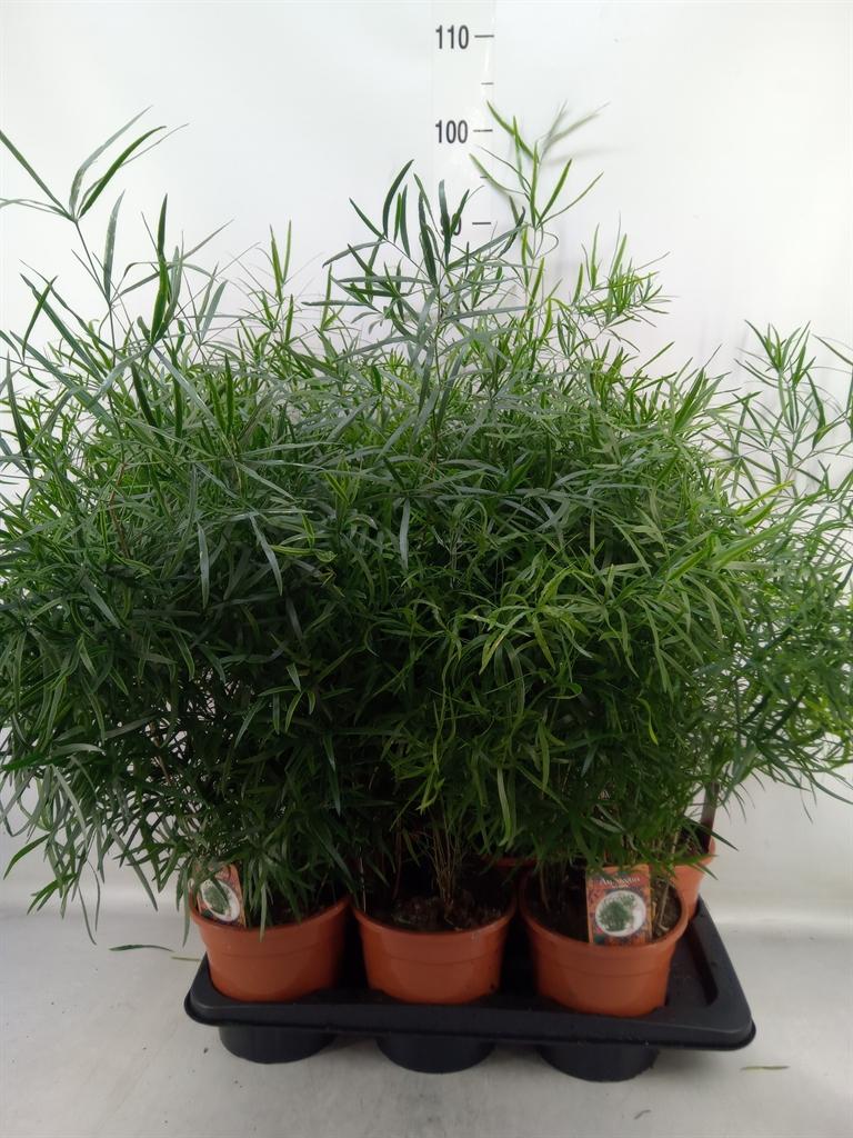 Горшечные цветы и растения оптом Asparagus Falcatus от 6шт из Голландии с доставкой по России