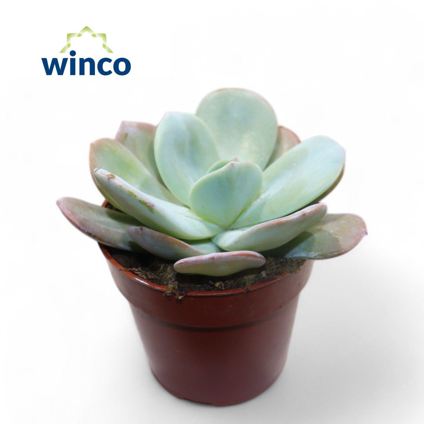 Горшечные цветы и растения оптом Echeveria Laui Hybride от 18шт (для телеги) из Голландии с доставкой по России