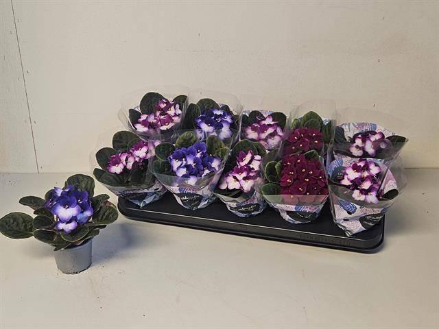 Горшечные цветы и растения оптом Saintp Gem от 10шт (для телеги) из Голландии с доставкой по России