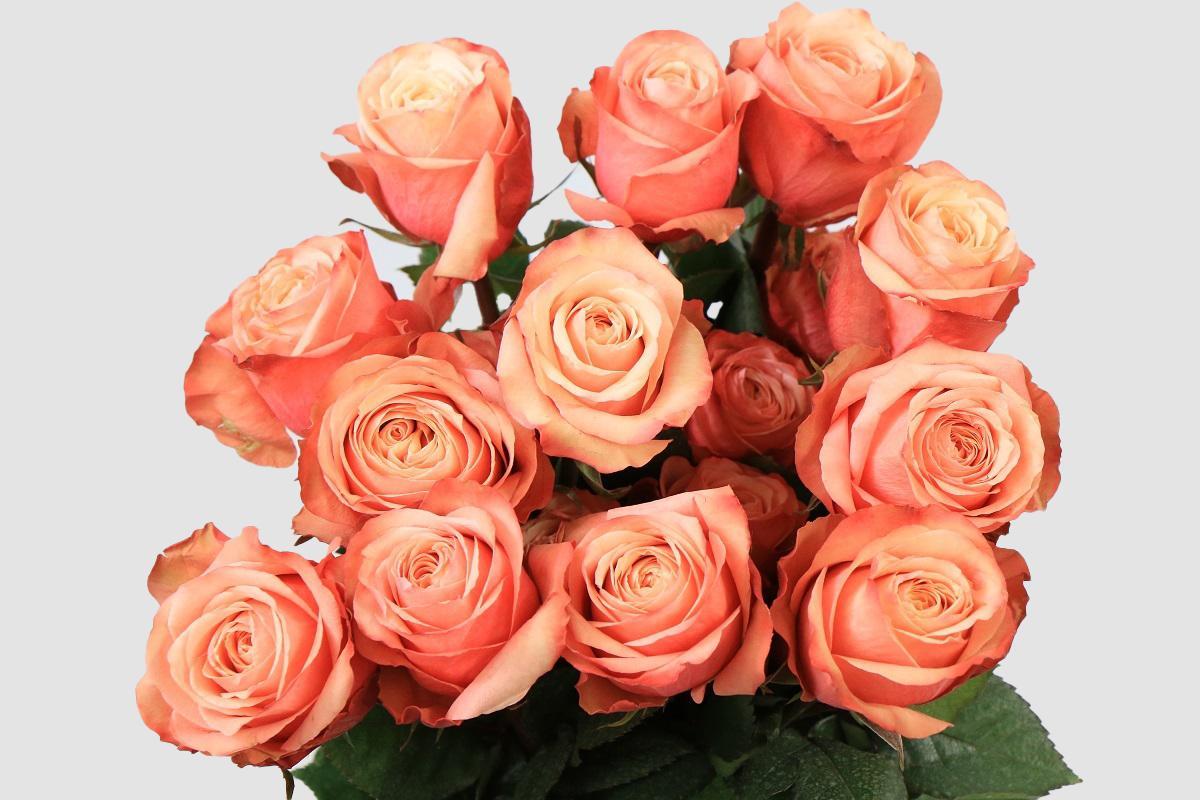 Срезанные цветы оптом Rosa ec kahala от 100шт из Голландии с доставкой по России