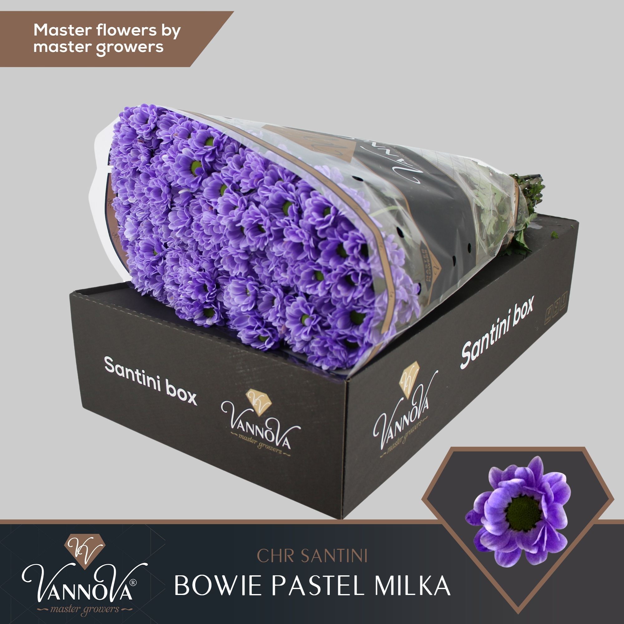 Срезанные цветы оптом Chrys sa paint bowie pastel milka от 25шт из Голландии с доставкой по России