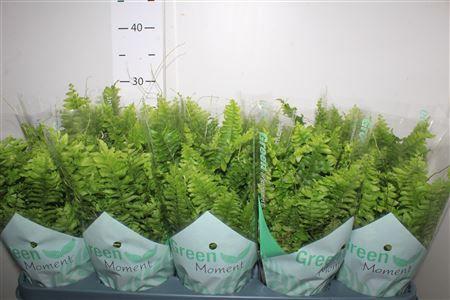 Горшечные цветы и растения оптом Nephr Ex Green Momen от 10шт из Голландии с доставкой по России