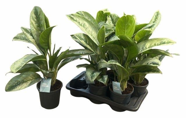 Горшечные цветы и растения оптом Aglao Silver Frost от 6шт из Голландии с доставкой по России