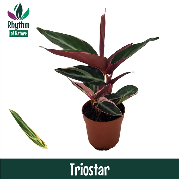 Горшечные цветы и растения оптом Calathea Triostar от 16шт из Голландии с доставкой по России