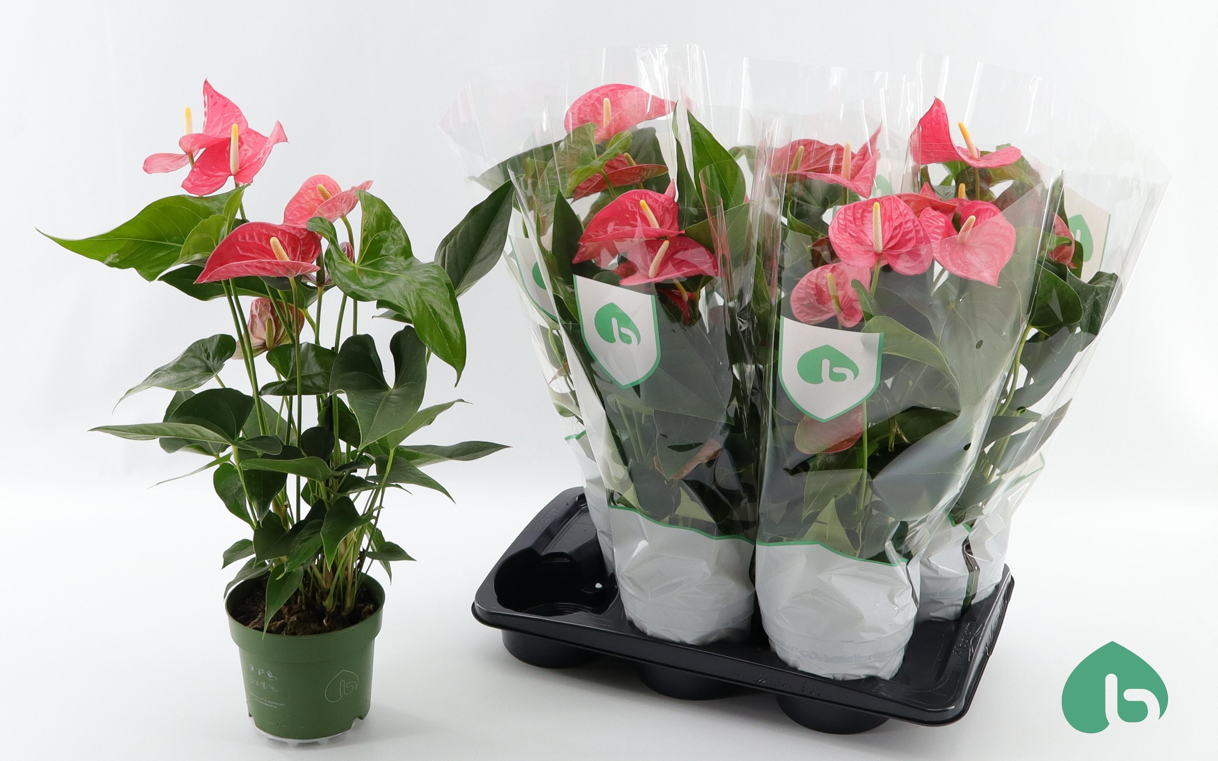 Горшечные цветы и растения оптом Anthurium Maine от 6шт из Голландии с доставкой по России