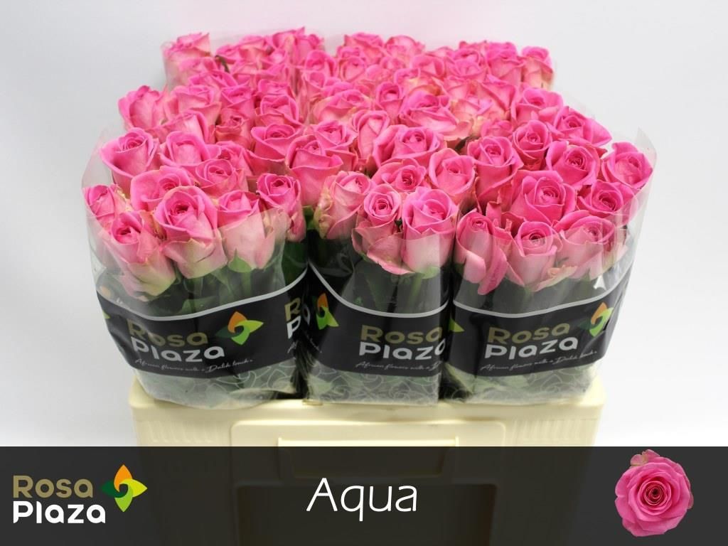 Срезанные цветы оптом Rosa la aqua! от 80шт из Голландии с доставкой по России