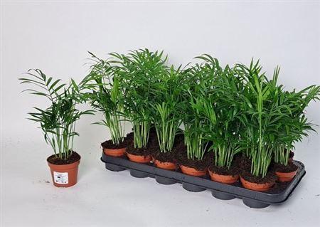 Горшечные цветы и растения оптом Chamaedorea Elegans от 18шт (для телеги) из Голландии с доставкой по России