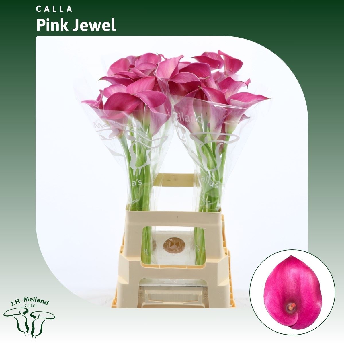 Срезанные цветы оптом Zantedeschia pink jewel от 40шт из Голландии с доставкой по России