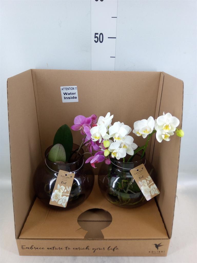 Горшечные цветы и растения оптом Phalaenopsis   ...mix от 2шт из Голландии с доставкой по России