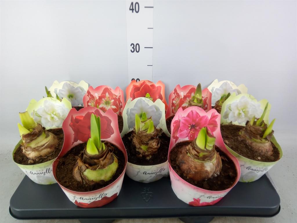 Горшечные цветы и растения оптом Hippeastrum   ...mix от 10шт из Голландии с доставкой по России