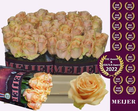 Срезанные цветы оптом Rosa large pearl avalanche+ от 50шт из Голландии с доставкой по России