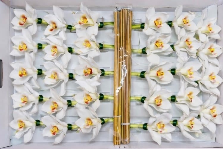 Срезанные цветы оптом Cymbidium stick white от 50шт из Голландии с доставкой по России