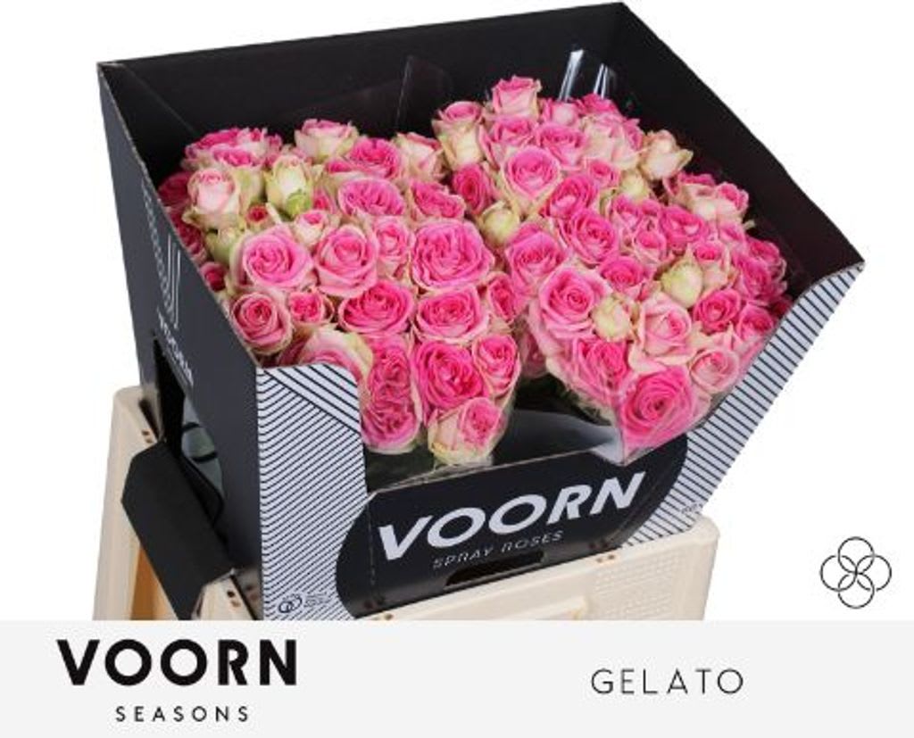 Срезанные цветы оптом Rosa spray gelato от 30шт из Голландии с доставкой по России