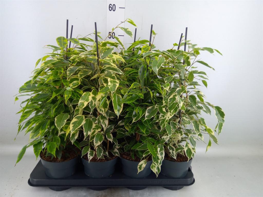 Горшечные цветы и растения оптом Ficus Benja.   ...mix от 8шт из Голландии с доставкой по России