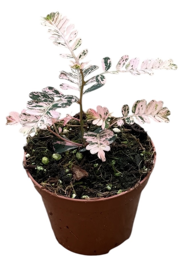 Горшечные цветы и растения оптом Phyllanthus Urinaria Variegata от 1шт (для телеги) из Голландии с доставкой по России
