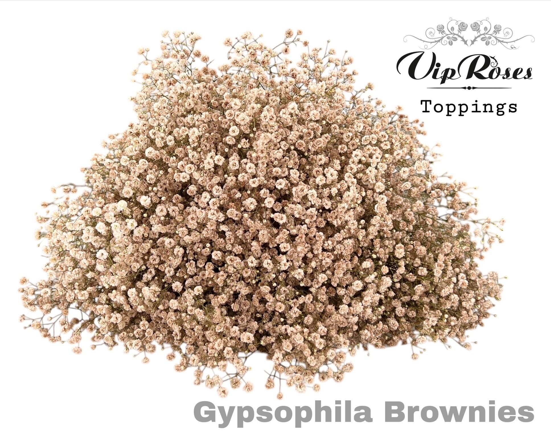 Срезанные цветы оптом Gyps large paint brownies от 25шт из Голландии с доставкой по России