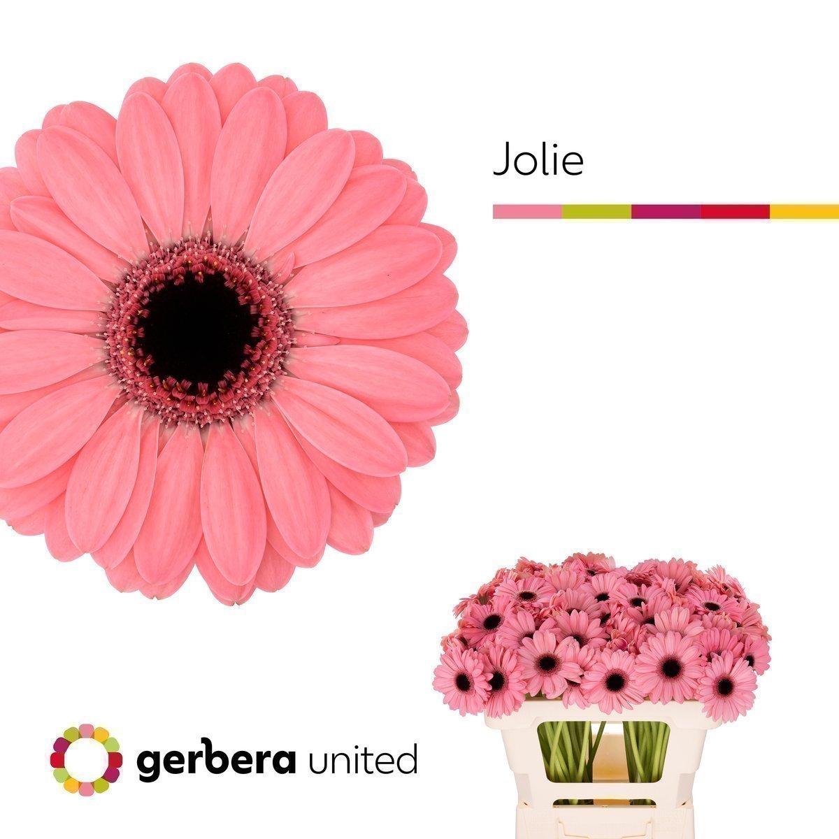 Срезанные цветы оптом Germini jolie от 80шт из Голландии с доставкой по России