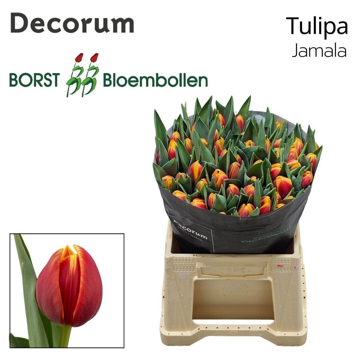 Срезанные цветы оптом Tulipa do jamala от 50шт из Голландии с доставкой по России