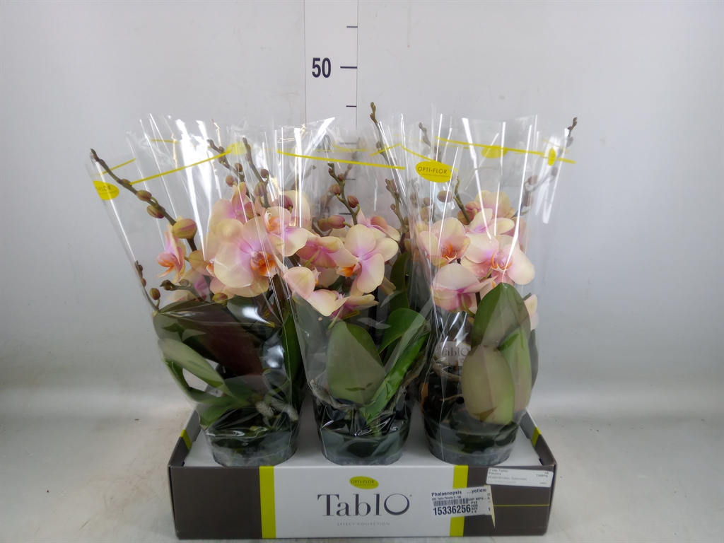 Горшечные цветы и растения оптом Phalaenopsis   ...yellow от 6шт из Голландии с доставкой по России