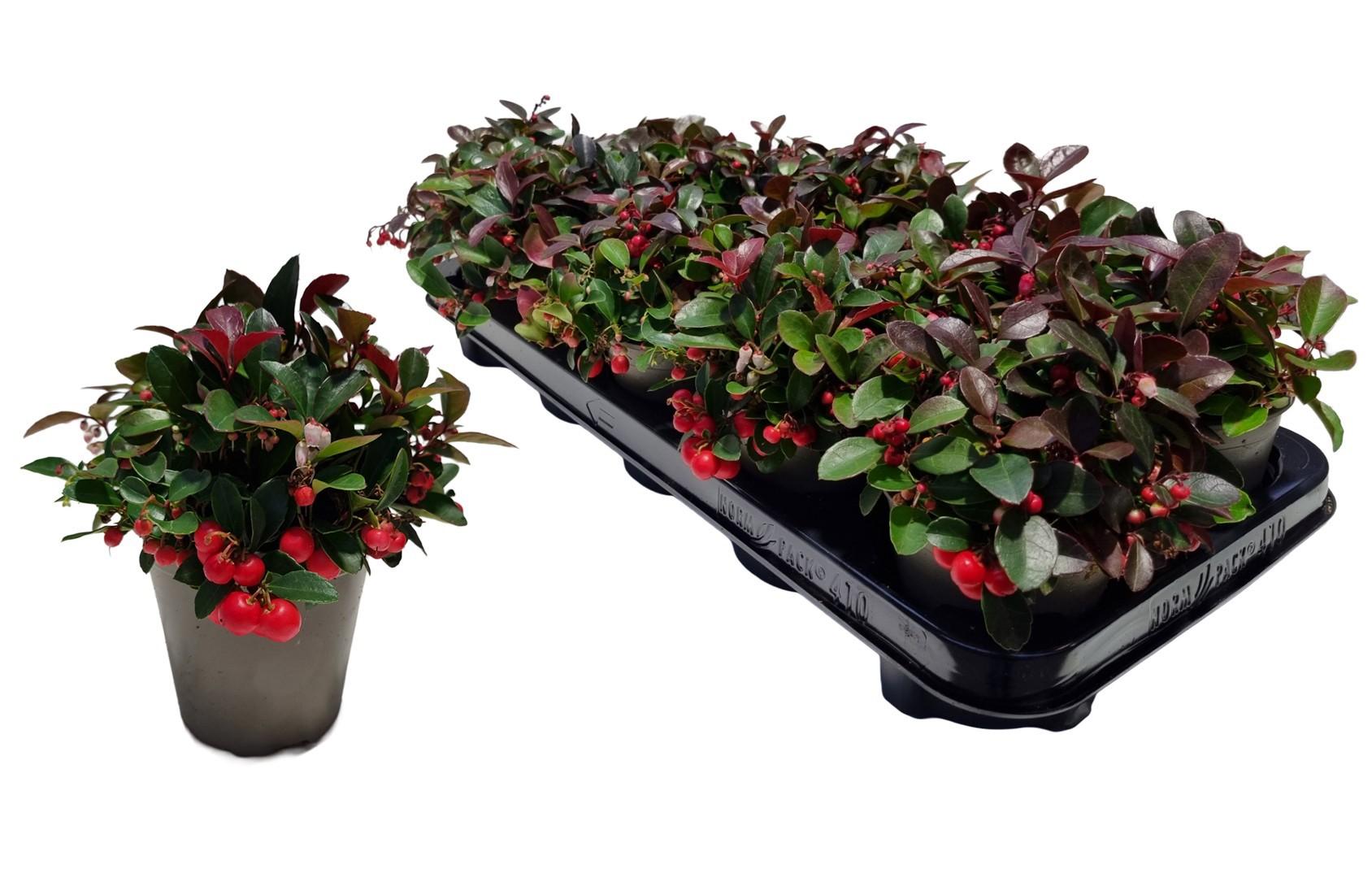 Горшечные цветы и растения оптом Gaulth Procumbens от 10шт из Голландии с доставкой по России