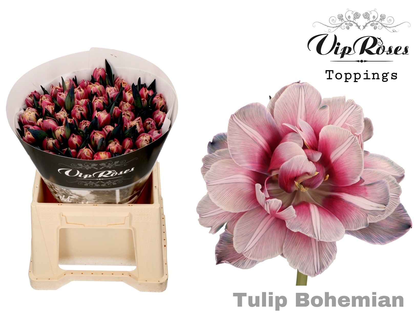 Срезанные цветы оптом Tulipa do paint bohemian от 50шт из Голландии с доставкой по России