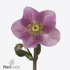 Срезанные цветы оптом Helleborus bella pink от 10шт из Голландии с доставкой по России