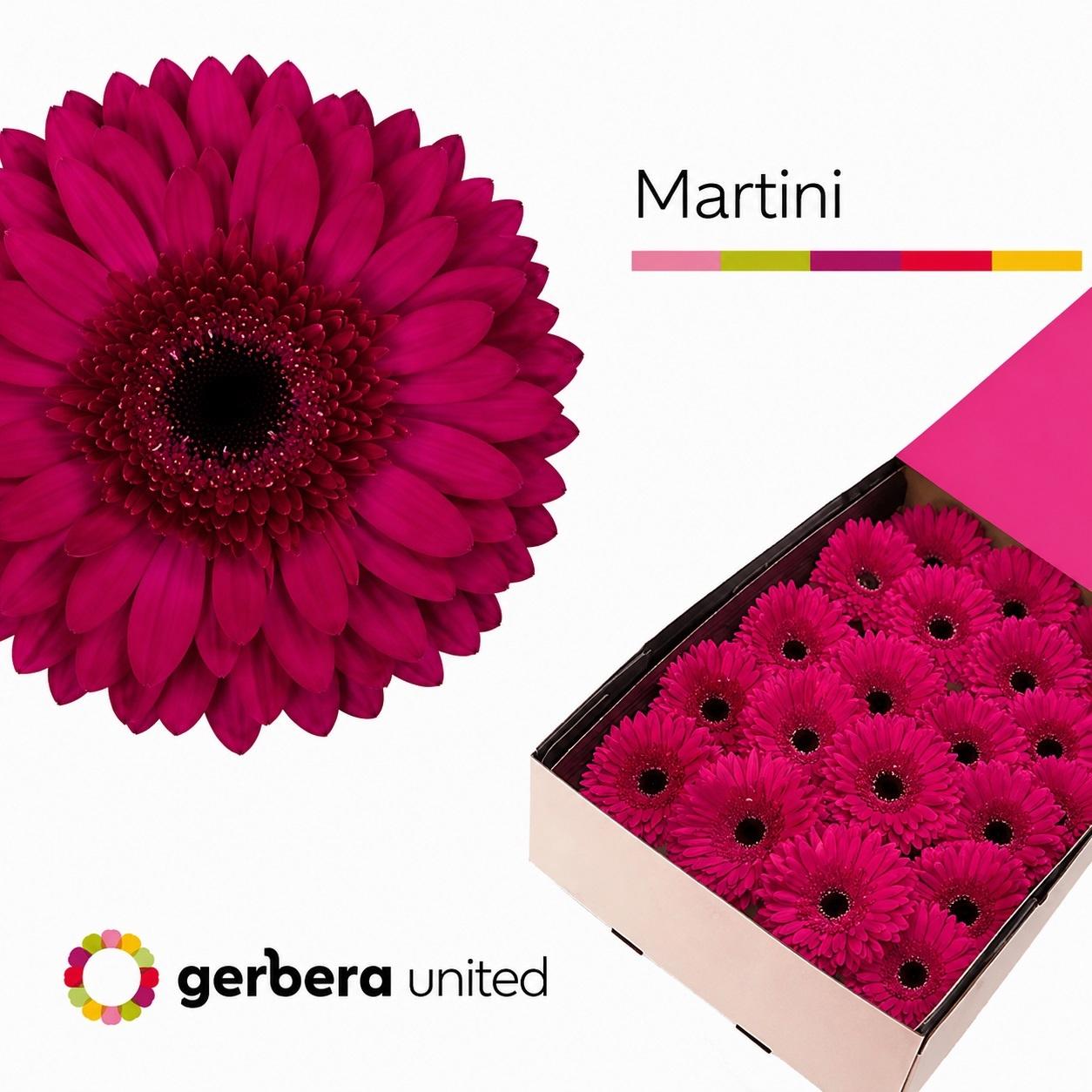 Срезанные цветы оптом Gerbera martini от 25шт из Голландии с доставкой по России