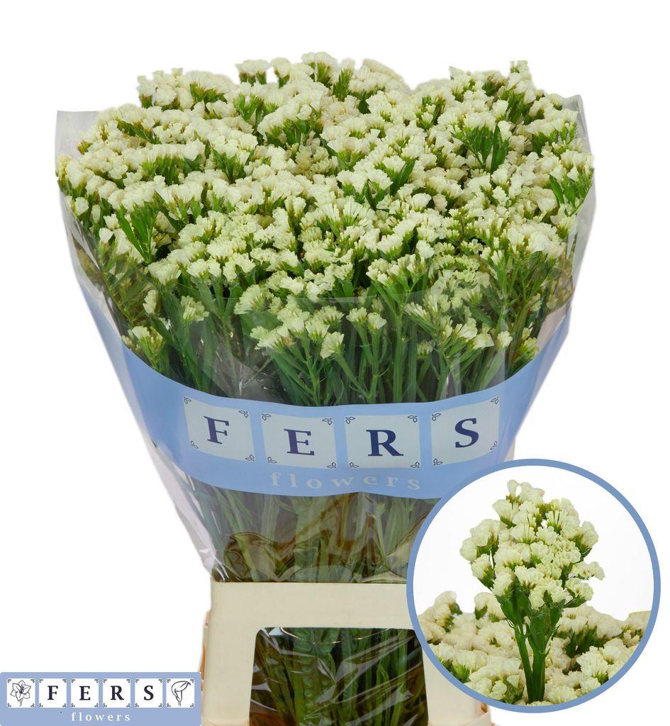 Срезанные цветы оптом Statice starlight wings от 25шт из Голландии с доставкой по России