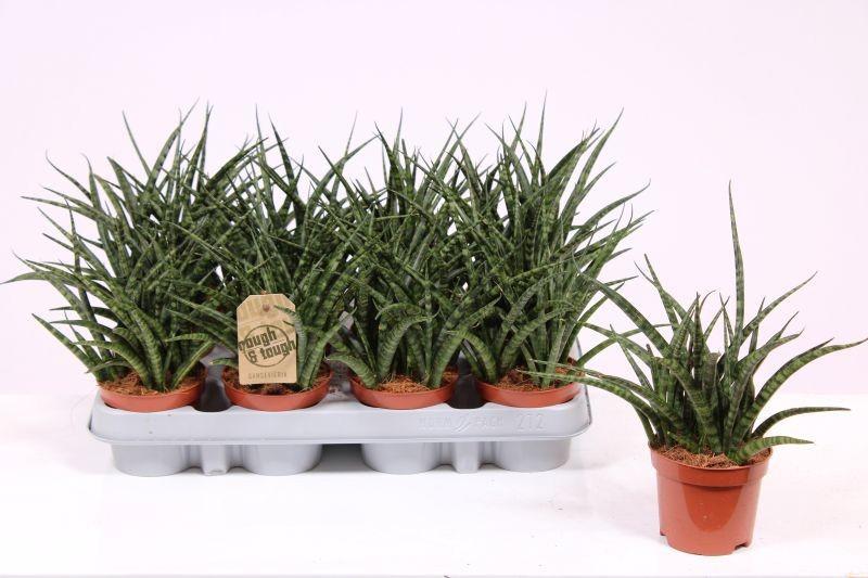 Горшечные цветы и растения оптом Sansevieria Fernwood Punk от 12шт (для телеги) из Голландии с доставкой по России