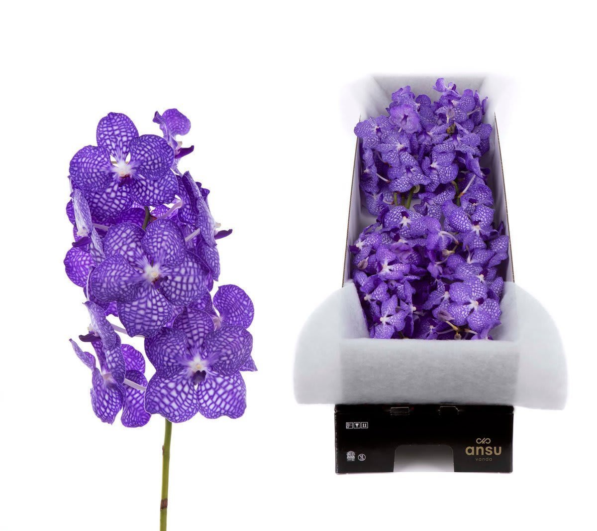 Срезанные цветы оптом Vanda kanchana china blue per stem от 16шт. из Голландии с доставкой по России