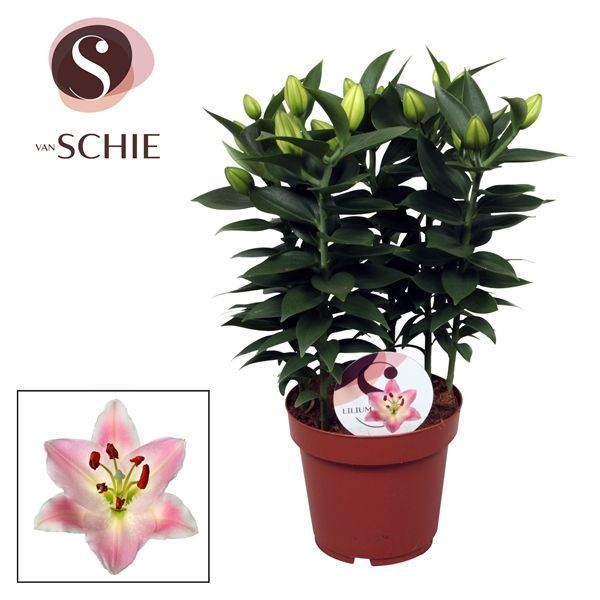 Горшечные цветы и растения оптом Lilium Or Rascal Souvenir 5pp от 5шт из Голландии с доставкой по России