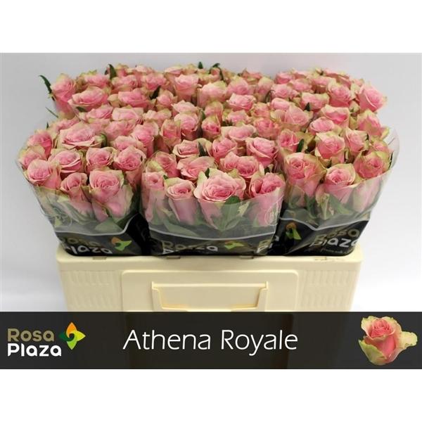 Срезанные цветы оптом Rosa large athena royale от 80шт из Голландии с доставкой по России