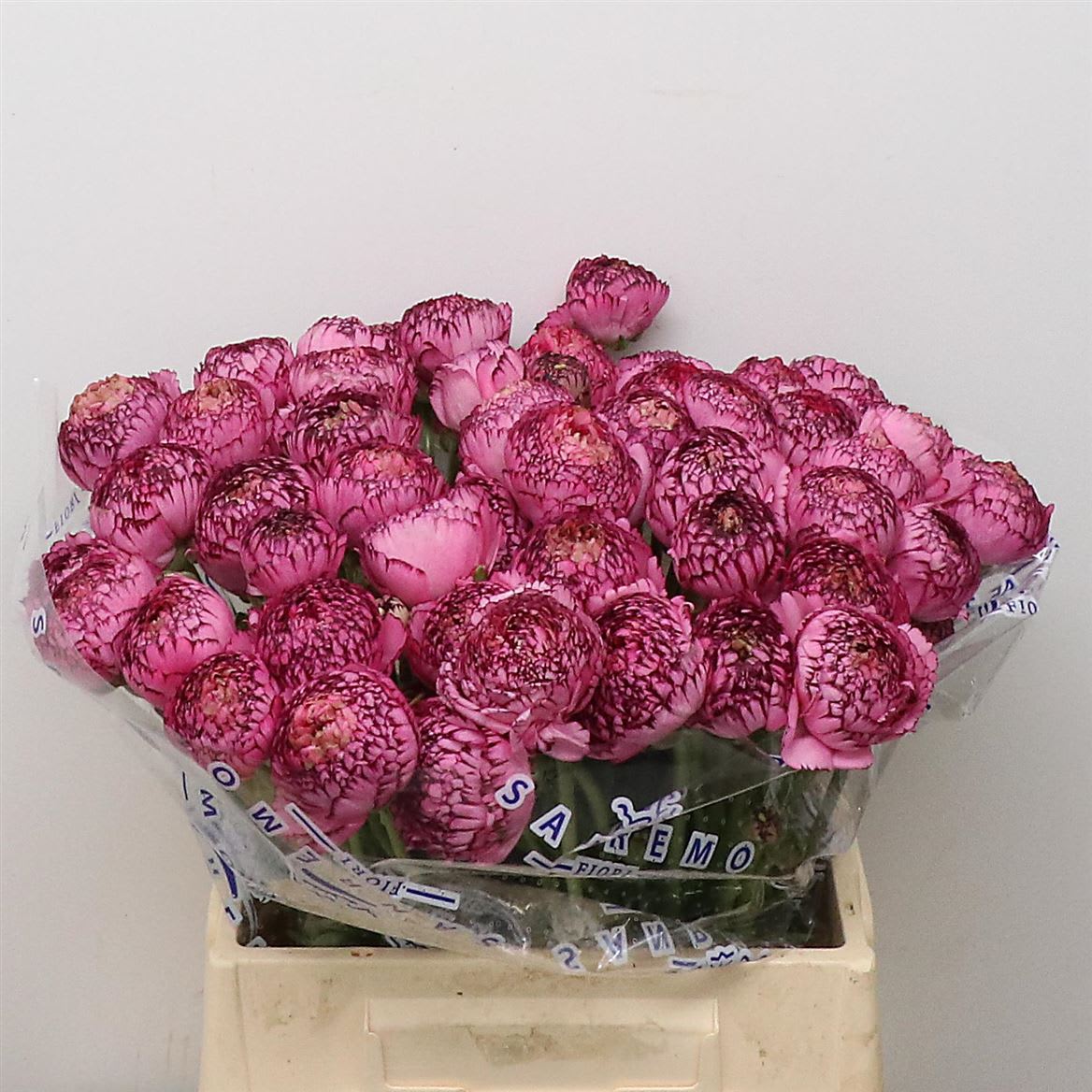 Срезанные цветы оптом Ranunculus highlight purple от 100шт из Голландии с доставкой по России