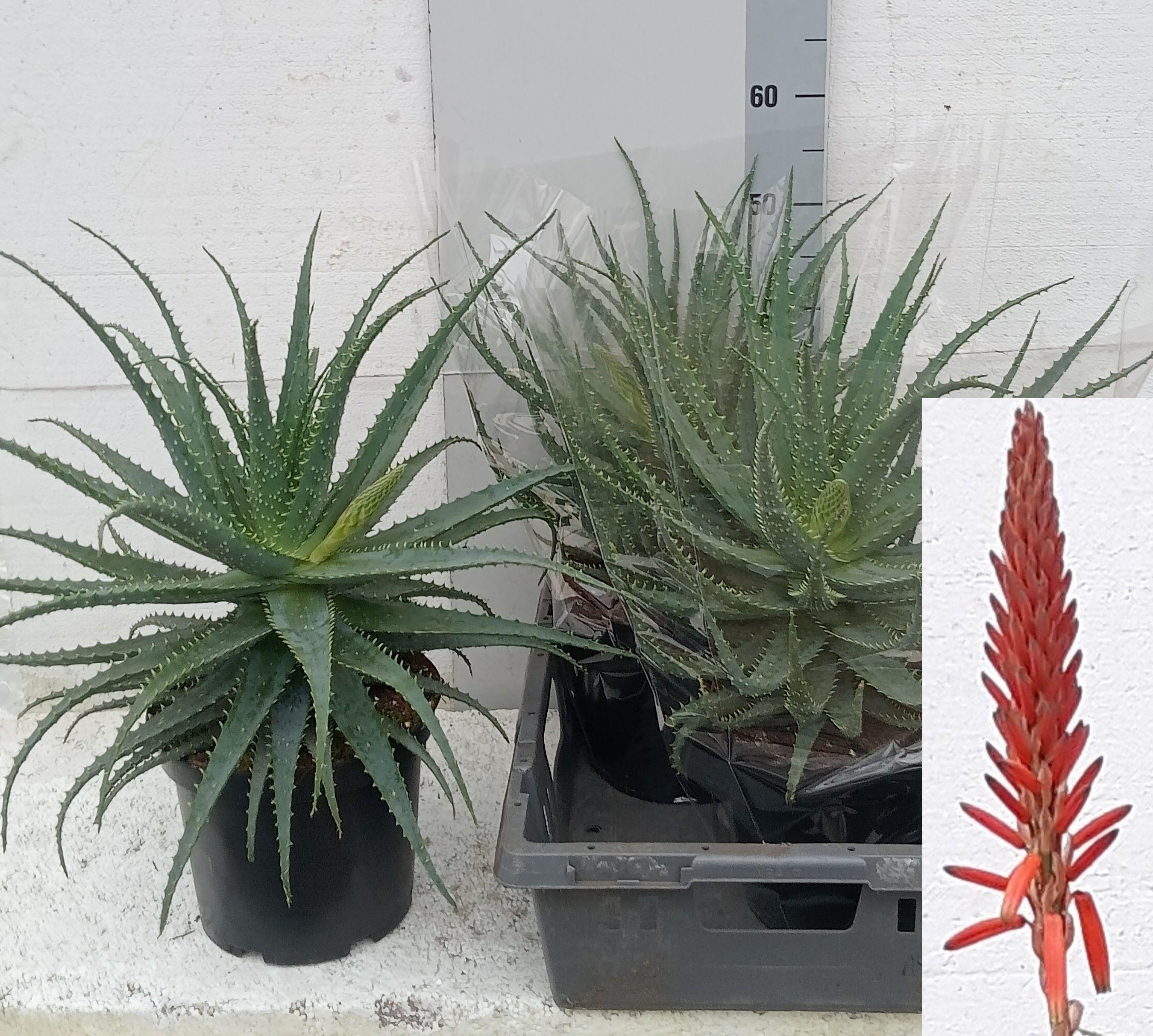 Горшечные цветы и растения оптом Aloe Arborescens от 2шт из Голландии с доставкой по России