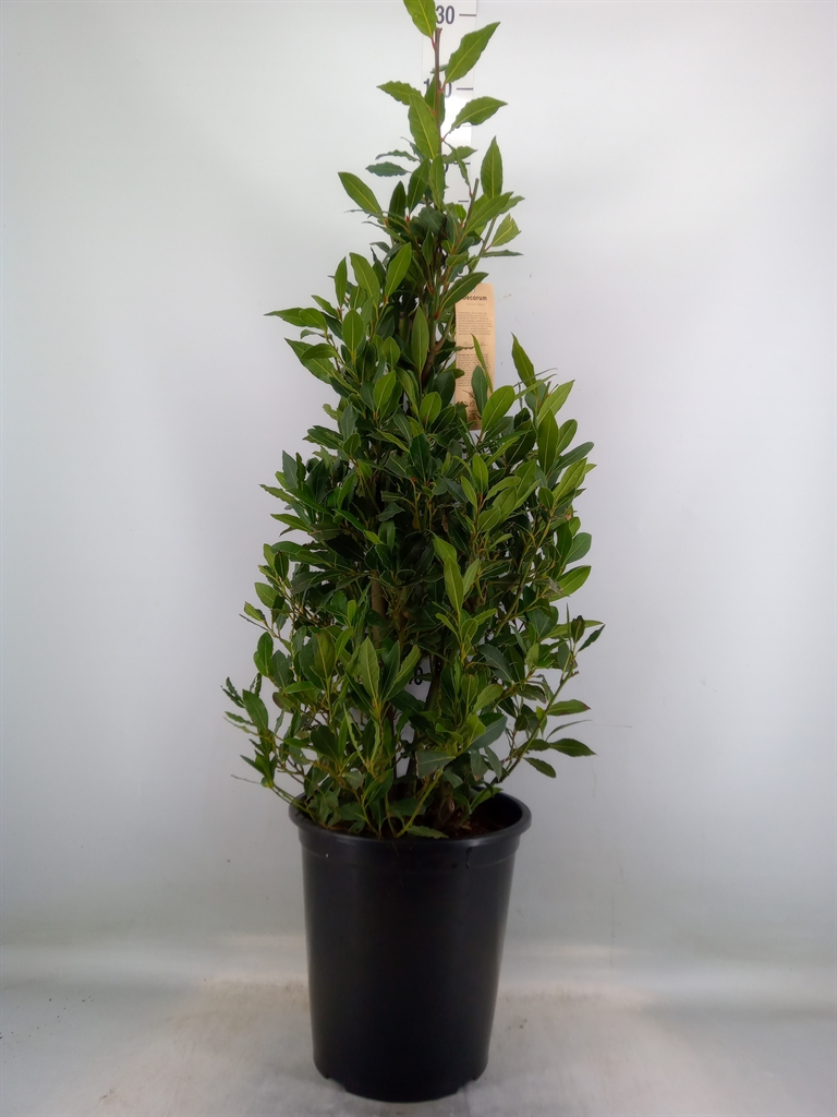 Горшечные цветы и растения оптом Laurus Nobilis от 1шт из Голландии с доставкой по России