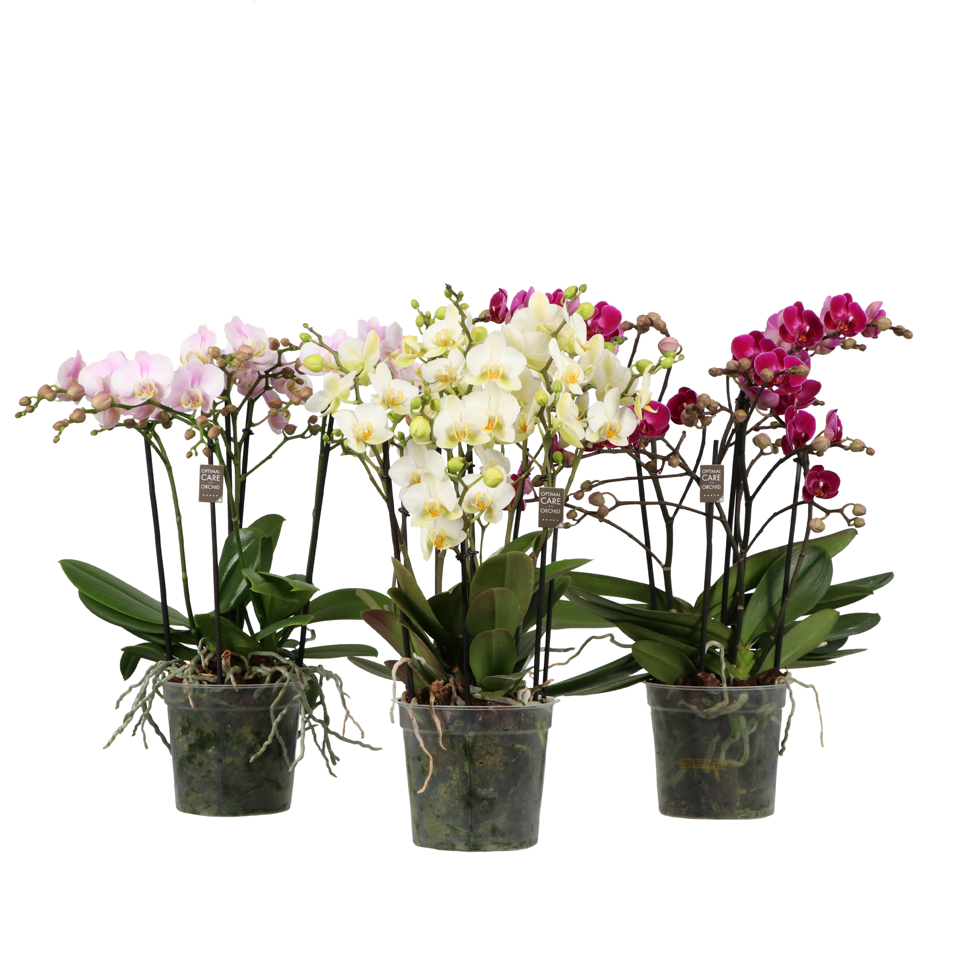 Горшечные цветы и растения оптом Flora P15 Mix >4 Spike от 4шт из Голландии с доставкой по России