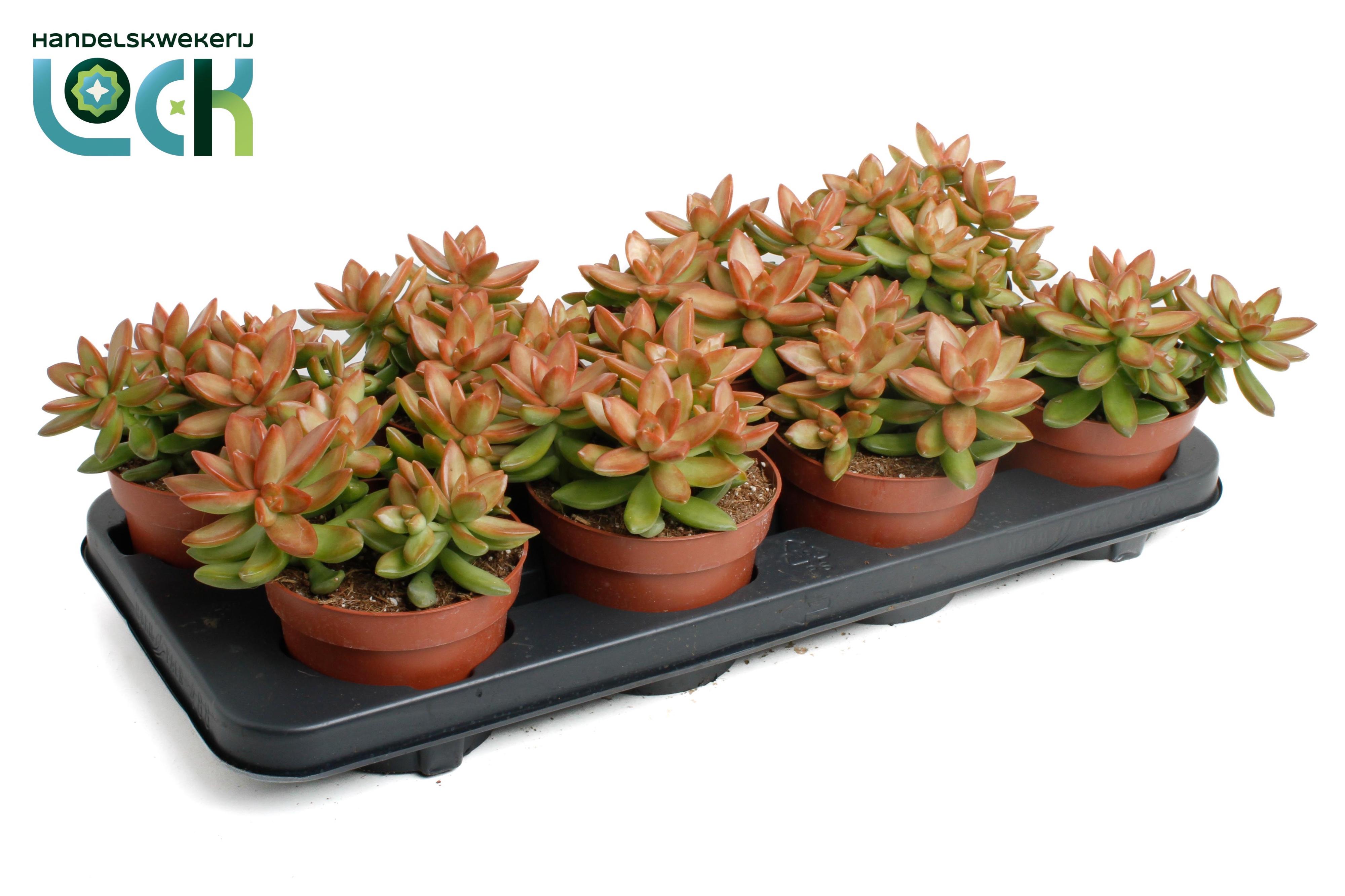 Горшечные цветы и растения оптом Sedum Adolphii от 6шт из Голландии с доставкой по России