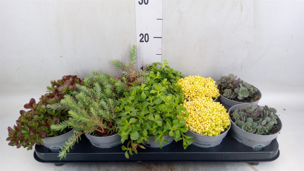 Горшечные цветы и растения оптом Sedum   ... от 10шт из Голландии с доставкой по России