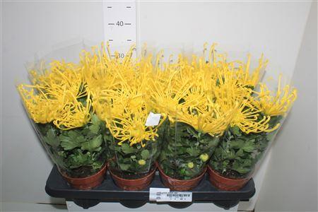 Горшечные цветы и растения оптом Chrys Firewo Yellow 3pp от 8шт из Голландии с доставкой по России