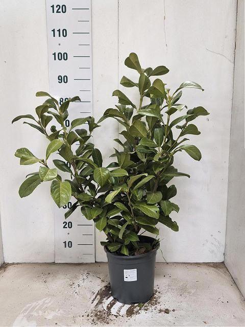 Горшечные цветы и растения оптом Prun La Rotundifolia от 1шт из Голландии с доставкой по России
