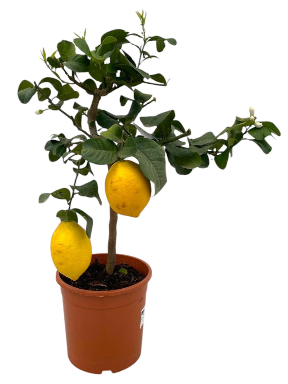 Горшечные цветы и растения оптом Citrus Lemon On Stem 2+ от 1шт (для телеги) из Голландии с доставкой по России