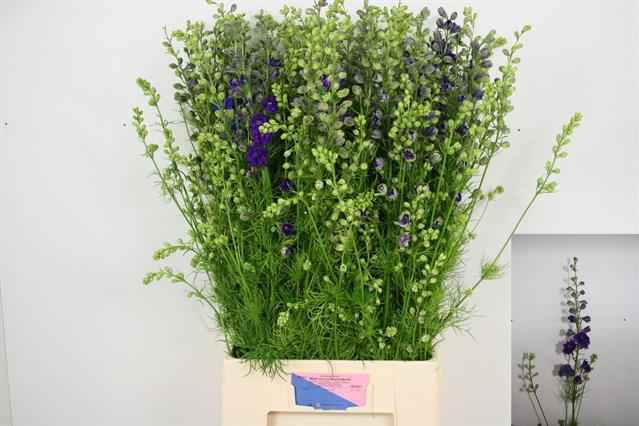 Срезанные цветы оптом Delphinium la qis blue dark (consolida) от 70шт из Голландии с доставкой по России